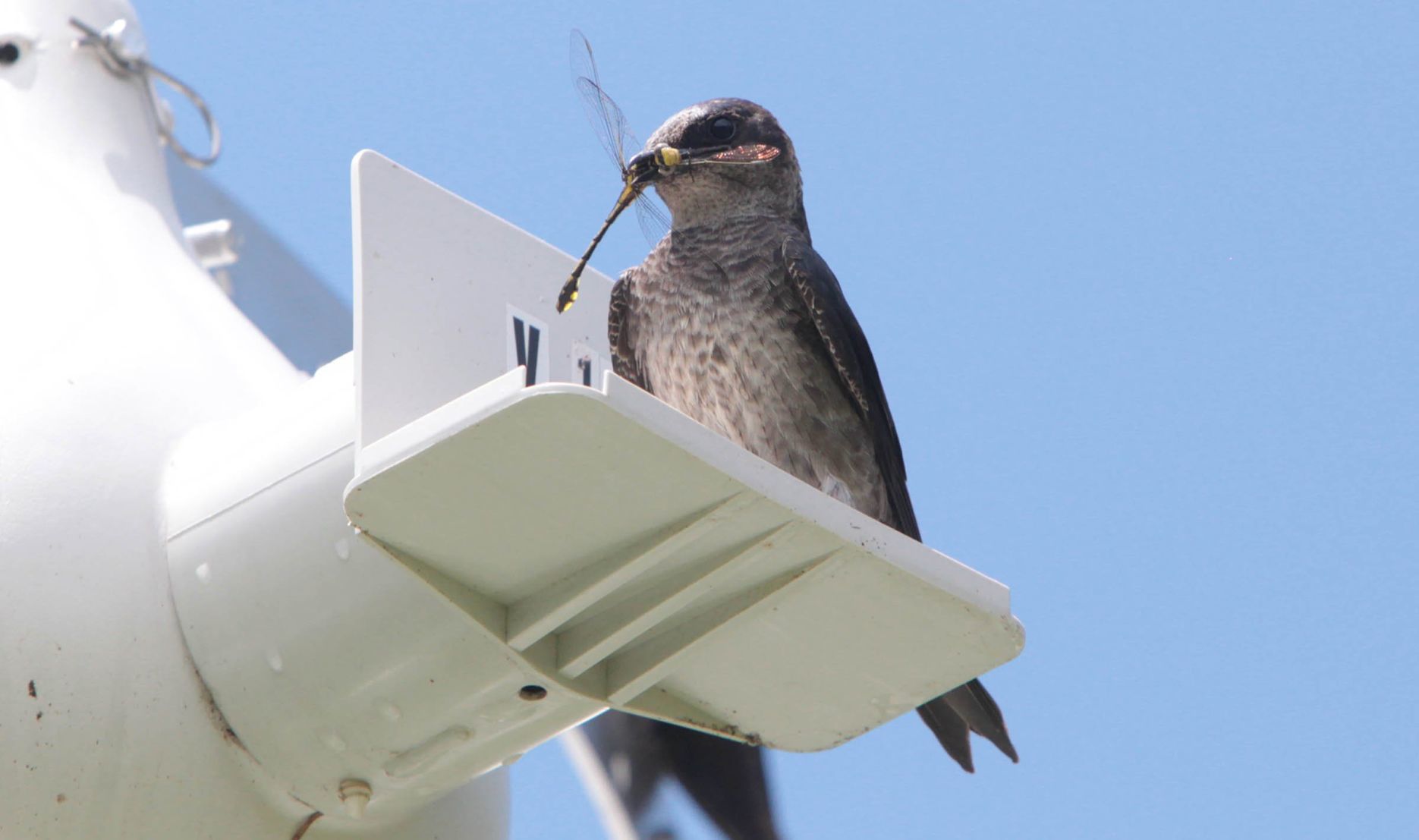 Purple martin banding